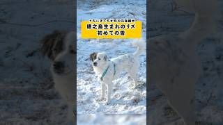 島生まれの元保護犬初めての雪☃️☃️ #保護犬 #元野犬 #バーニーズマウンテンドッグ #犬のいる暮らし #多頭飼い