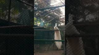 Beautiful White Peacock #shorts #whitepeacock