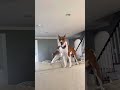 basenji sounds basenji yodel basenji vs husky scream basenji puppy yodel