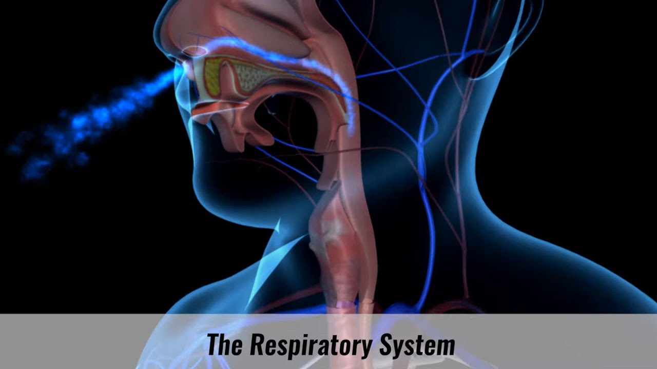 Human Respiratory System Explained