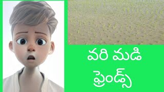 నా వరి మడి