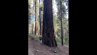 Overlanding to See the Giant Sequoias - Kings Canyon and Sequoia National Park