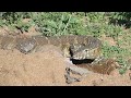 Monitor Lizard  (Serengeti - Tanzania)