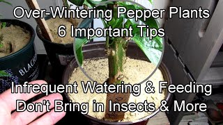 6 Key Tips for Over-Wintering Pepper Plants Indoors with Growth Examples: Don't Bring in Insects!