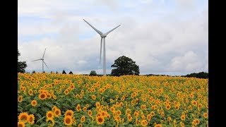 2017「風の高原」ひまわり畑　Wind plateau sunflower field