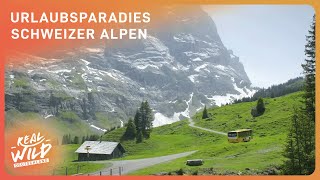 Durchquerung der Schweizer Alpen mit dem Postbus | Real Wild Deutschland