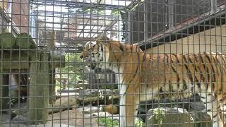 アムールトラのリングくんがグルっとまわって側に来てくれました～！　茶臼山動物園へ行って来ました！　00407