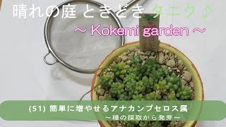 【多肉植物】（51）簡単に増やせるアナカンプセロス属 ～種の採取から発芽～