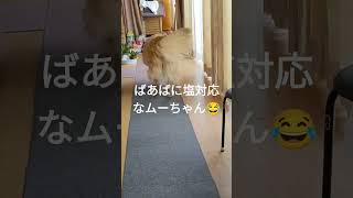 姉ちゃんは大歓迎！ばあばは塩対応な犬のムーちゃん