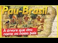 Pau-Brasil: a árvore que deu nome ao nosso país