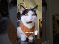 Here's why Autumn is the best season. 🍁 audio: liam_the_everyday_cat  #shorts #cat #cats #cozycat