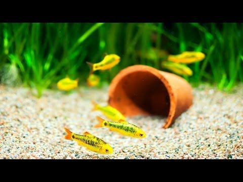 How to Pick Fish Tank Decorations | Aquarium Care How to Pick Fish Tank Decorations | Aquarium Care