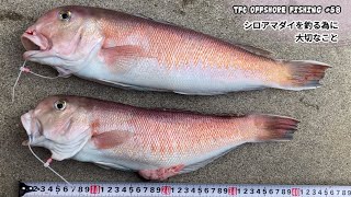 高級魚「シロアマダイ」を釣る為に大切なこと。 年末のボウズから、見事なリベンジを果たした！　TFC offshore fishing #58