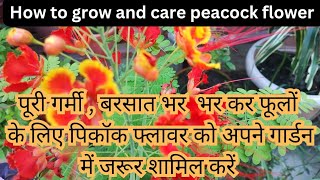 How to grow and care peacock flower पूरे साल गार्डन में भर भर कर फूलों के लिए लगाए पिकॉक फ्लावर /