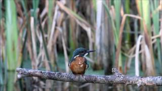 Kingfisher young female 2