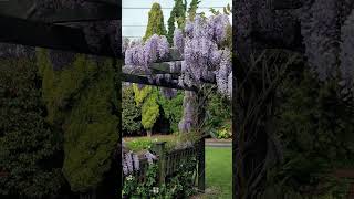 😲😍Amazing Wisteria Pergola!!! 🥳 #wisteria #relaxing #flowers