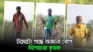 টমেটো গাছে অজানা রোগ, দিশেহারা কৃষক  | Jagonews24.com