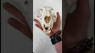 Real Mountain Lion Skull 🦁