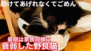 《虹の橋へ》助けられなかった命\