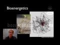 Bioenergetics