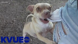 Pet of the Week: Meet Ted | KVUE