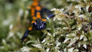 Small fire salamander sitting in moss | (Full HD)