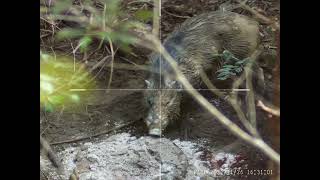 Three Short Three Kill Hama Babi Hutan With Pard DS35-70LRF