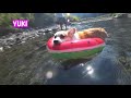 コーギーのゆき＆ゆめ　お友達と川遊び　corgi s yuki u0026 yume playing in the river with their friends.