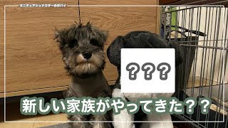 【ドッキリ】新しい家族がやってくるドッキリを仕掛けてみた