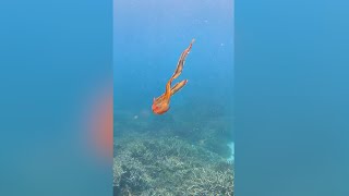 Rare blanket octopus spotted in Australia