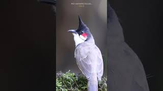 Calls of red-whiskered bulbul #shorts #birdsofindia #bulbul