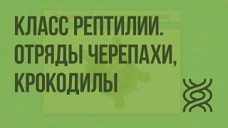 Класс Рептилии. Отряды Черепахи, Крокодилы. Видеоурок по биологии 7 класс