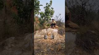 Two rabbit 🐰 for chathing in my Village jungle trending VFX funny #wildlife #nature #video  #viral