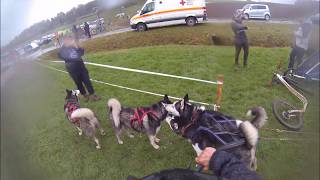 Schlittenhunderennen Oberndorf 2019