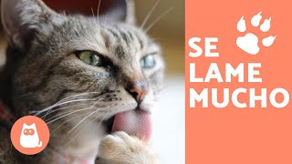 ¿Por qué tu gato SE LAME mucho? - ¡CAUSAS principales!