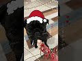 初めてのケーキ ペット用 パグ puppy pug cute パグ大好き パグプー パグlife