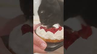 初めてのケーキ!!(ペット用) #パグ #puppy #pug #cute #パグ大好き #パグプー #パグlife