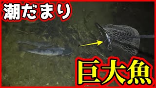 【網ング】極寒の潮だまりに取り残された巨大魚ｗｗｗｗｗ