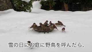 庭に野鳥を呼んだら・・すごい奴が現れた！