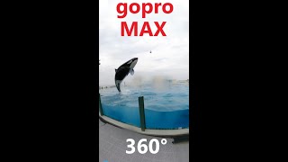 鴨川シーワールド２０２０ シャチパフォーマンス７３９　goproMAXで３６０°動画を撮ったらこうなった