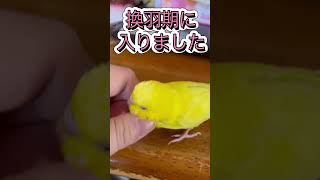 換羽始まりましたねー　#セキセイインコ  #小夏   #換羽