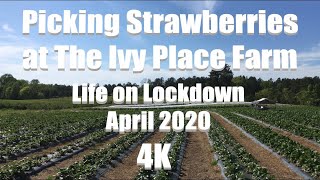 The Ivy Place Berry Farm | Life in Lockdown | Van Wyck - Lancaster, SC | 4K