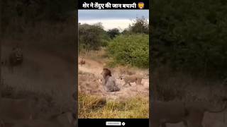 शेर ने तेंदुए की जान बचायी 🦁 #animals #shorts