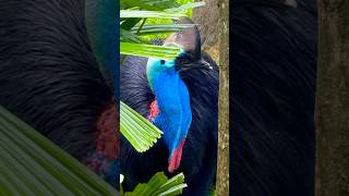 Southern Cassowary | Bird Paradise #Singapore #Mandai