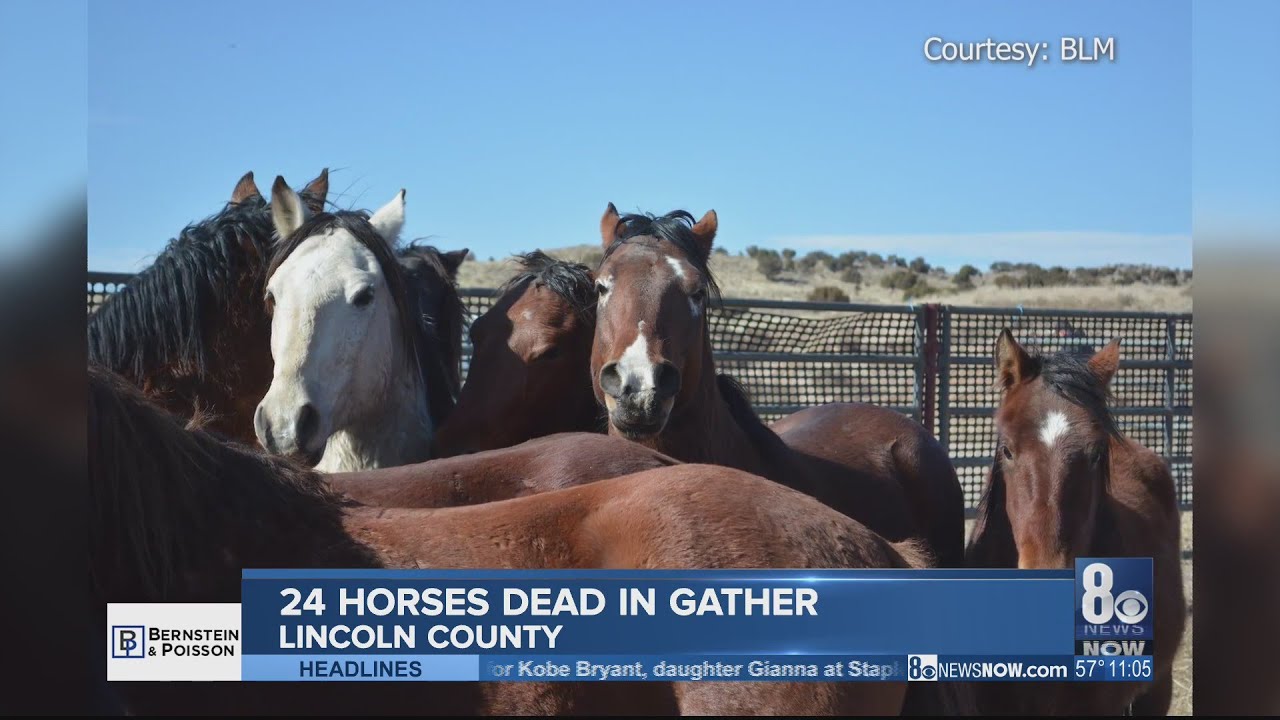 24 Wild Horses Die During Bureau Of Land Management Roundup In Nevada ...