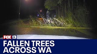 Massive trees down from Lake Stevens to Mill Creek | FOX 13 Seattle