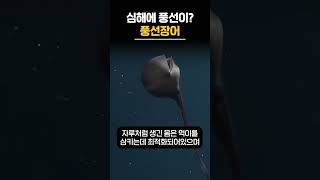 심해에 풍선이? 만화에 나올 것 같은 풍선장어