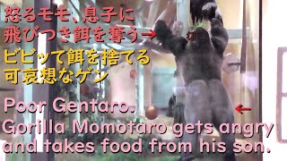 怒るモモタロウ、ゲンタロウに飛びつき餌を奪う！可哀想な長男ニシゴリラは、驚き餌を落とす♪【京都市動物園 2022/8/7公開】