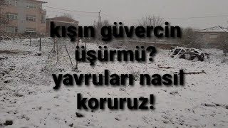 KIŞIN GÜVERCİNLER ÜŞÜRMÜ? YAVRU GÜVERCİNLERİ SOĞUKTAN NASIL KORURUZ!!!