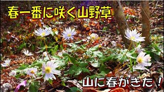 春一番に咲く山野草        山に春が来た！